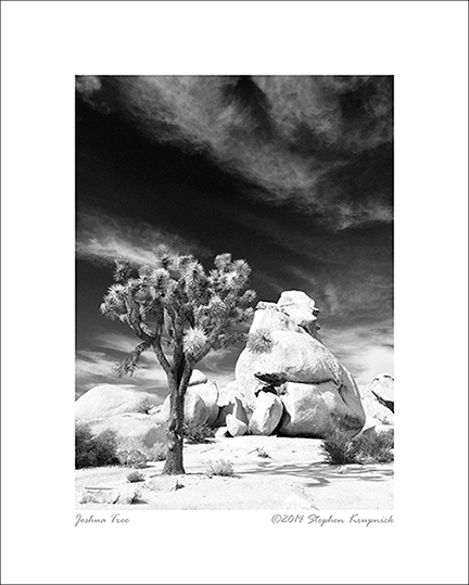 BW-5x7-BLS-Joshua-Tree