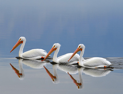 DSC_6830-v2-8511360 white pelicans