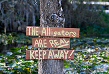 _DSC7680-moo-everglades-fl